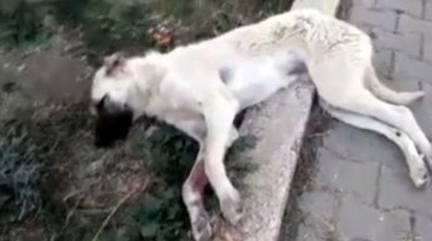 K&ouml;peğe &Ccedil;arpan S&uuml;r&uuml;c&uuml; Yoluna Devam Etti