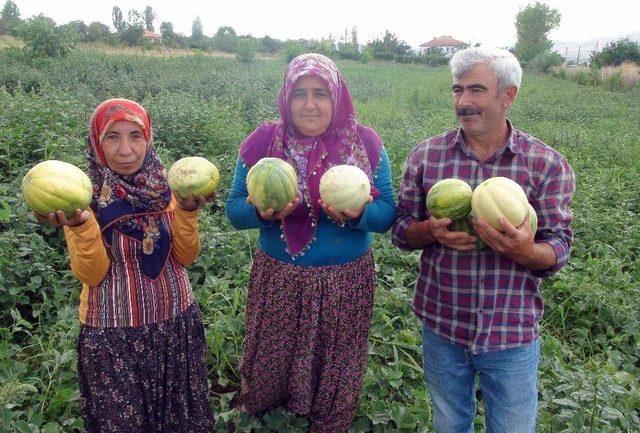 Muz Tadındaki ’bağrıbütün’ Kavunu Tescillenecek