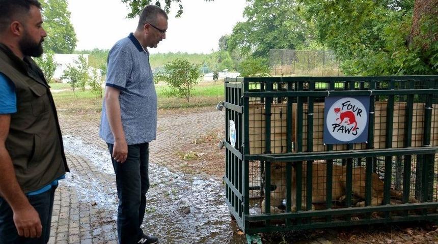 Savaş Mağduru Arslanlar Artık G&uuml;vende