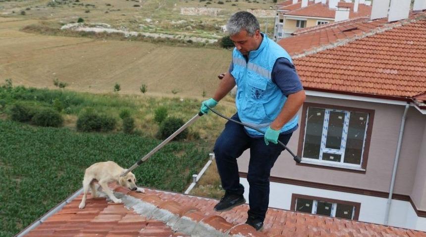 &Ccedil;atıda Mahsur Kalan K&ouml;pek Kurtarıldı