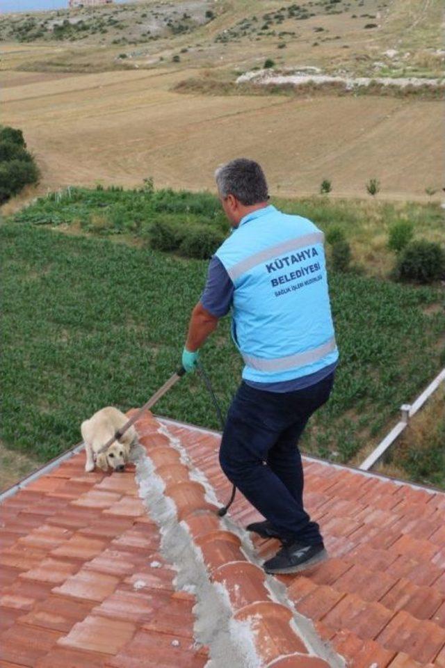 Çatıda Mahsur Kalan Köpek Kurtarıldı