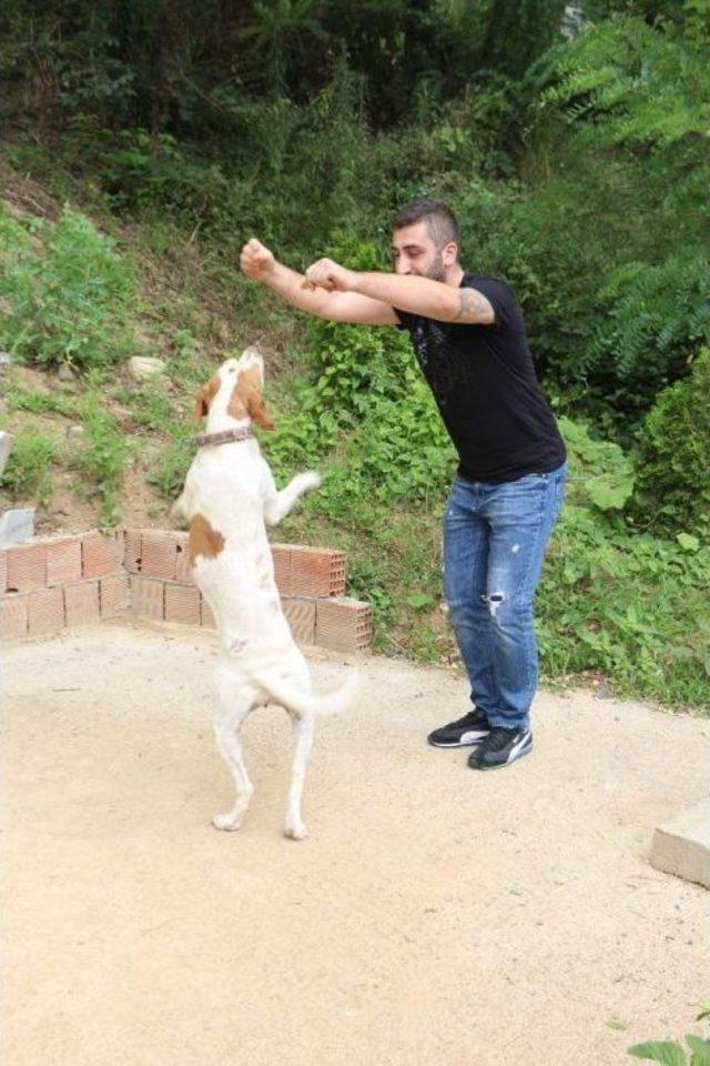 Trabzon’da Sahibiyle Müzik Eşliğinde Kolbastı Oynayan Köpek Şaşırtıyor