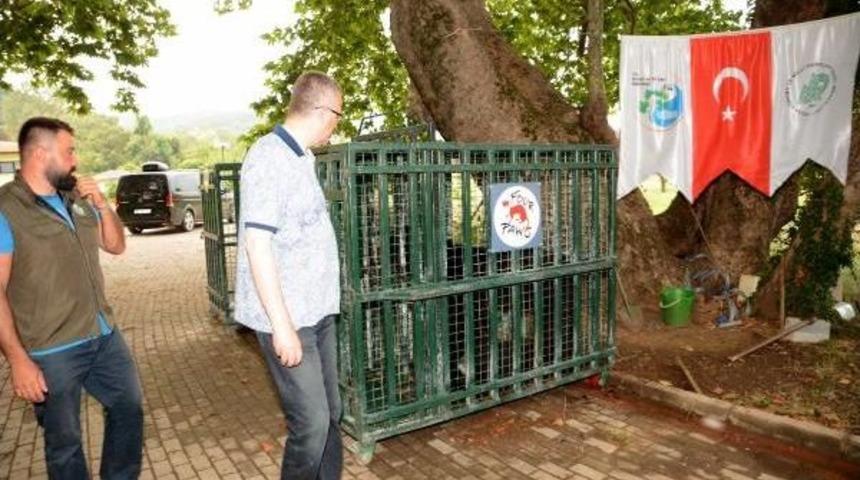 Savaş Mağduru Hayvanlar Karacabey&rsquo;E Alışıyor