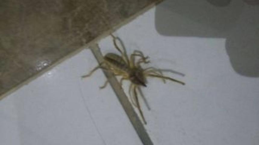 Niğde&rsquo;de Mahallelinin Sarıkız &Ouml;r&uuml;mceği Paniği