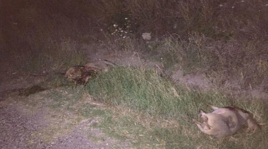 Otomobil Koyun S&uuml;r&uuml;s&uuml;ne Daldı