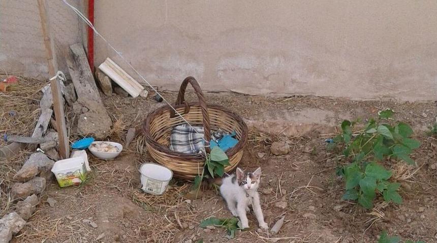 Milas&rsquo;ta Kedi Yavrusunu İple Bağladılar