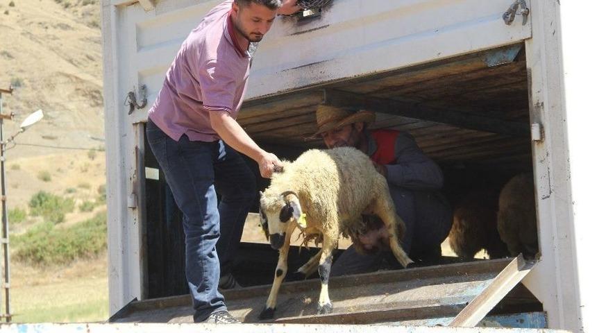 Sason&rsquo;da 9 &Ccedil;ift&ccedil;iye 333 Adet Koyun Dağıtıldı