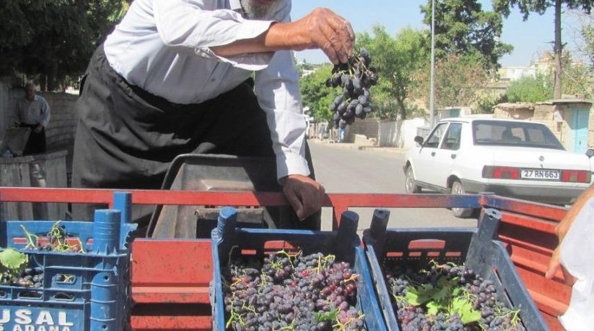 80 Yaşındaki Osman Dedenin Yetiştirdiği Organik &Uuml;z&uuml;mlere Yoğun İlgi