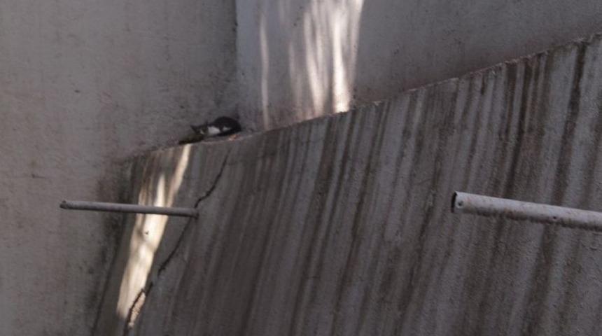 Yavru Kedi İtfaiye Ekiplerince Kurtarıldı