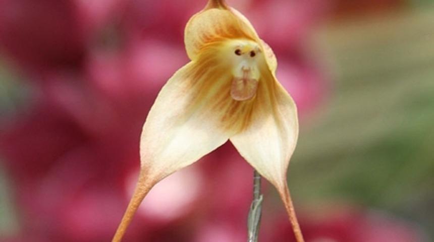 Başka Şeyleri Andıran 17 &Ccedil;i&ccedil;ek