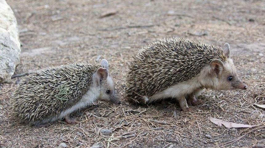 Hatay&rsquo;da Uzun Kulaklı &Ccedil;&ouml;l Kirpisi Keşfedildi