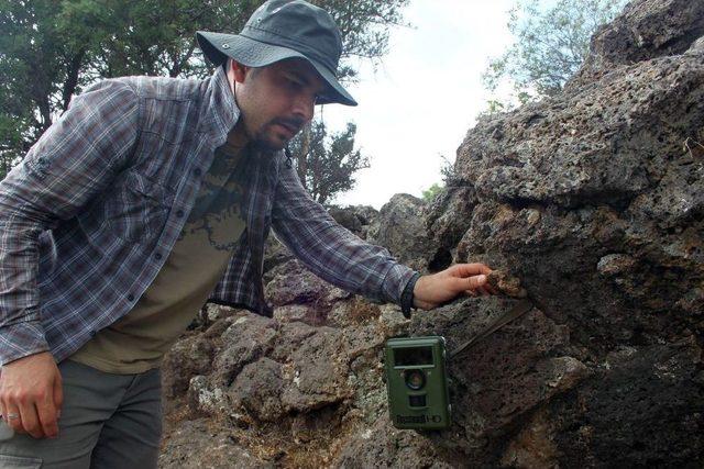 Hatay’da Uzun Kulaklı Çöl Kirpisi Keşfedildi