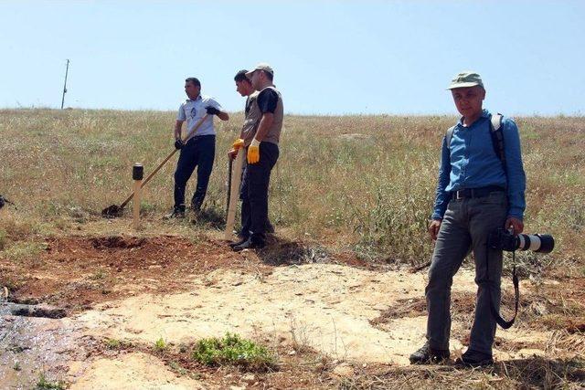 Hatay’da Uzun Kulaklı Çöl Kirpisi Keşfedildi