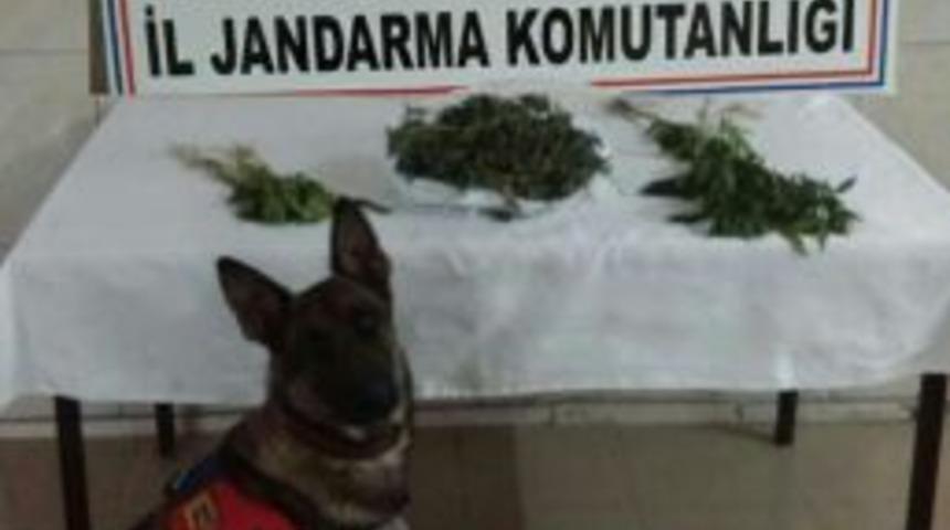 Bolvadin&rsquo;de Jandarmadan Uyuşturucu Operasyonu