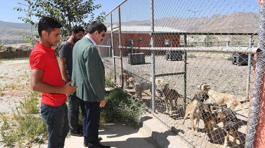 Sokak Hayvanları D&uuml;zenli Bir Şekilde Rehabilite Ediliyor
