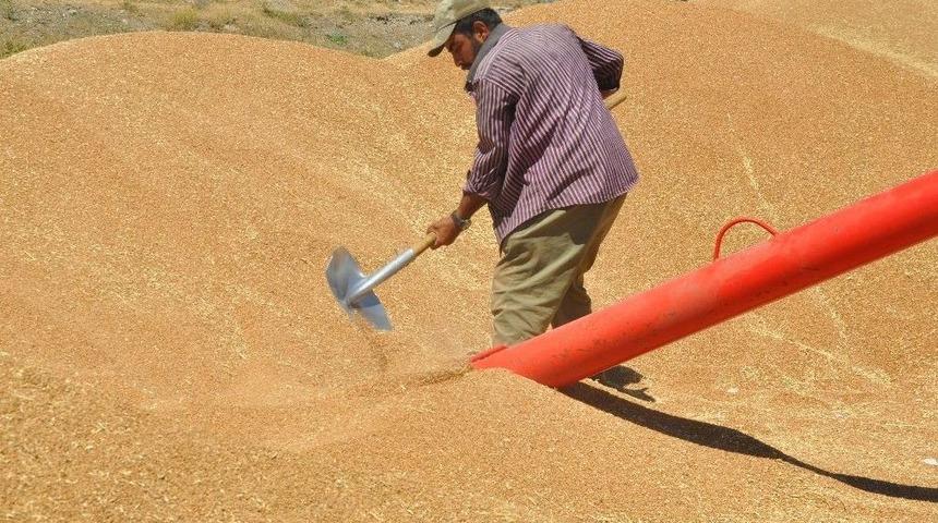 &Ccedil;ift&ccedil;iler Buğday Satışına Başladı