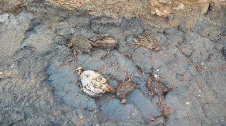 Alaşehir'deki Gaz Sızıntısı Iddiası Incelenecek