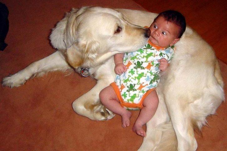 Köpekler Ve Bebeklerin Uyku Arkadaşı Olduğunu Gösteren Bakanı Mutlu Eden 15 Fotoğraf