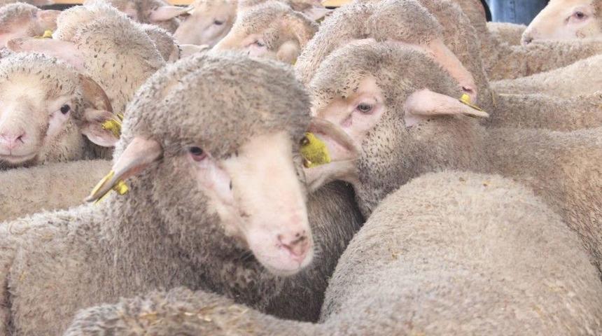 İl Dışında Satılamayan Kurbanlıklar Kırklareli&rsquo;ne Geri Getirilemeyecek