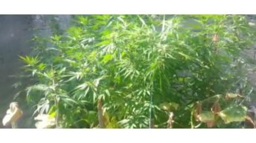 İznik&rsquo;te Hint Keneviri Operasyonu