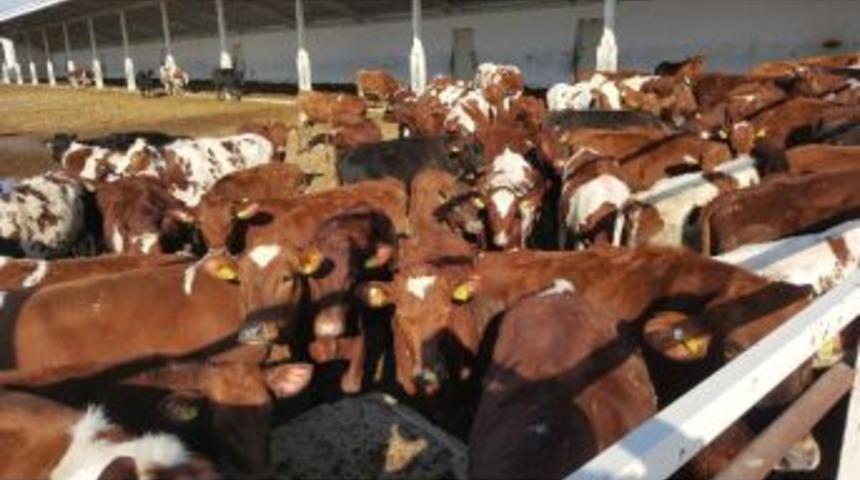 Kayseri Şeker Pandoğa &Ccedil;iftliğine Yeni D&uuml;veler Geldi