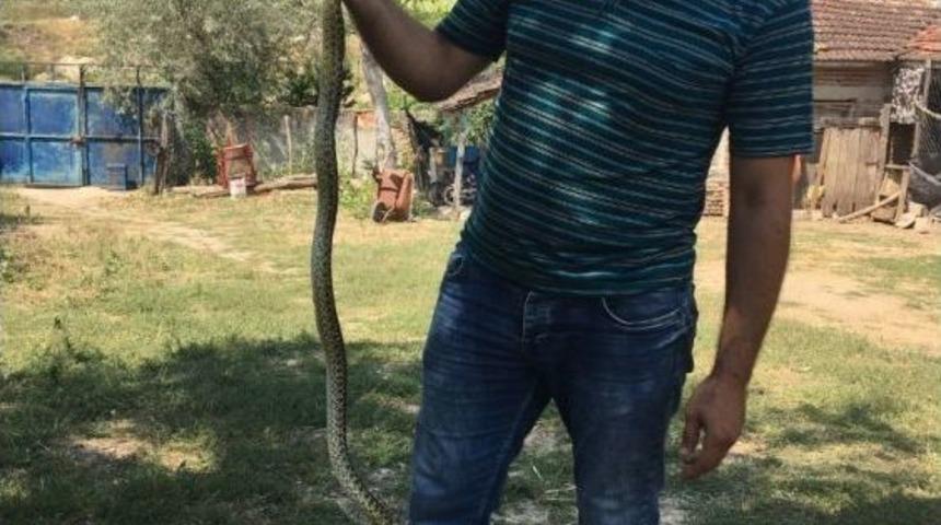 Kendisine Saldıran Yılanı Eliyle Yakaladı
