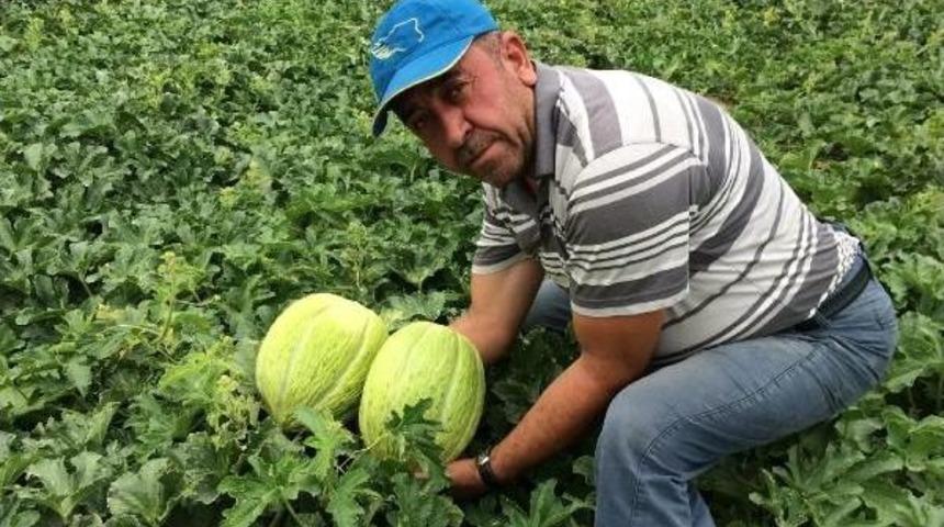 Kırkağaç Kavununda Hasat Zamanı