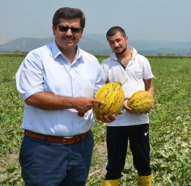 Kırkağaç Kavununda Hasat Zamanı