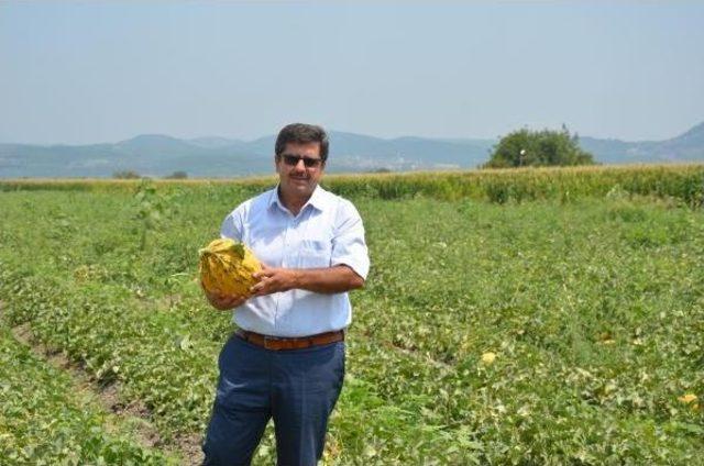 Kırkağaç Kavununda Hasat Zamanı