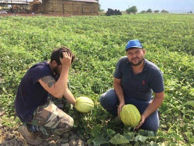 Kırkağaç Kavununda Hasat Zamanı