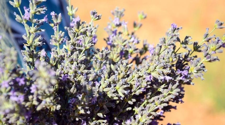 Ovacık Lavanta Kokmaya Başladı
