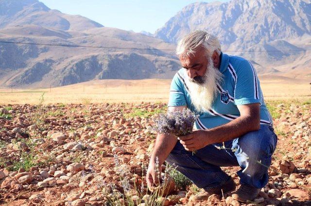 Ovacık Lavanta Kokmaya Başladı