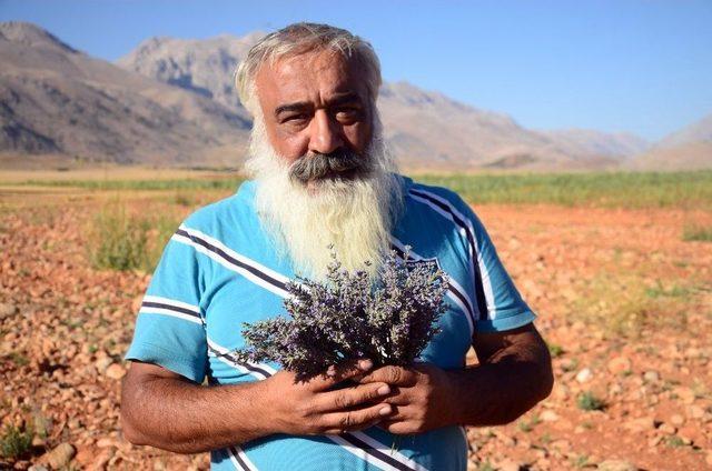 Ovacık Lavanta Kokmaya Başladı