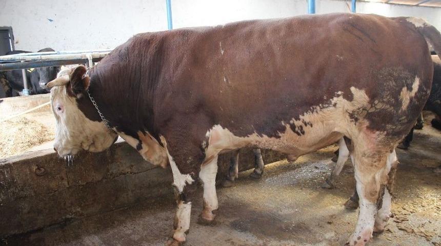 1.2 Tonluk Dana G&ouml;renleri Şaşkına &Ccedil;eviriyor