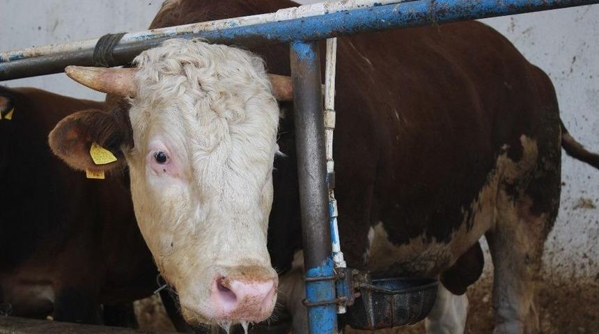 (&ouml;zel Haber) Bu Atık İyi Kullanılırsa Ete D&ouml;n&uuml;ş&uuml;yor