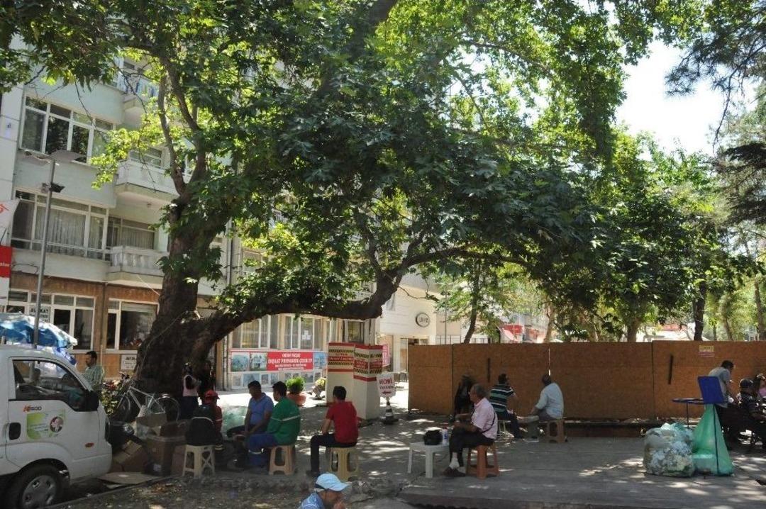 Asırlık &Ccedil;ınar Ağacını Heykeller Y&uuml;kseltecek