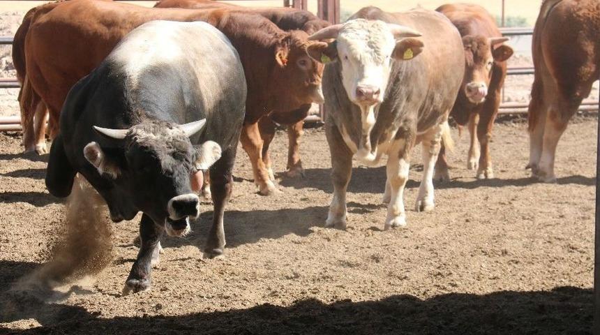 Kırşehir’de Besicilik Ve Tarım Geliştiriliyor