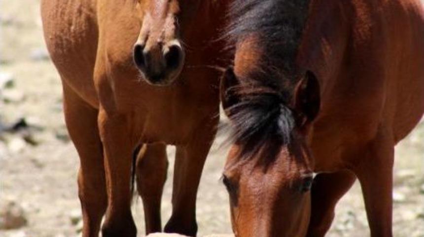 Spil Milli Parkı'nın &Ouml;zg&uuml;r Sahipleri Yılkı Atları