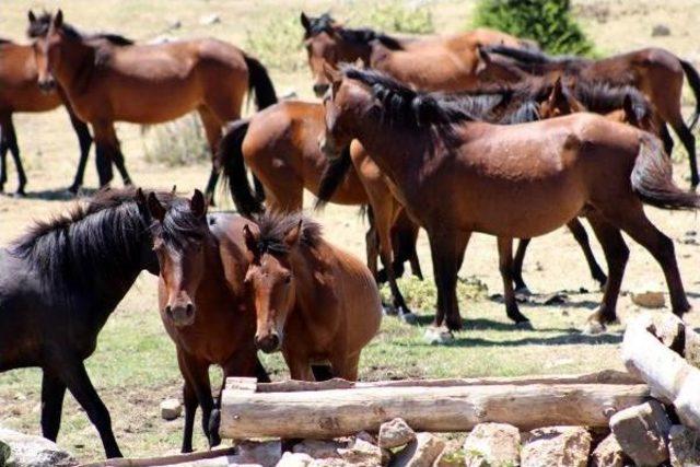 Spil Milli Parkı'nın Özgür Sahipleri Yılkı Atları