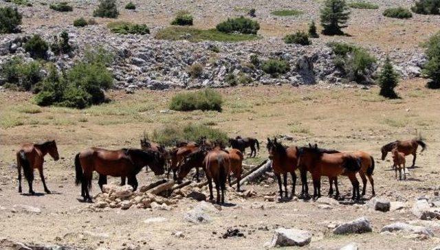 Spil Milli Parkı'nın Özgür Sahipleri Yılkı Atları