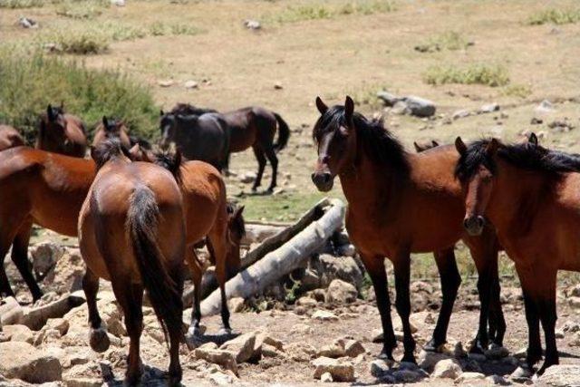 Spil Milli Parkı'nın Özgür Sahipleri Yılkı Atları