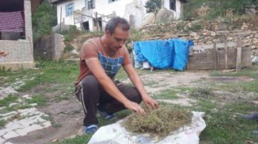Şifa Kaynağı Kekik Otunu Dağlardan Toplayıp Satıyorlar
