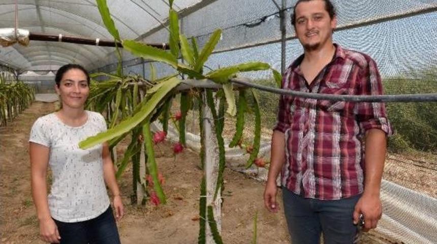 Atanamayan &Ccedil;iğdem &Ouml;ğretmen &Ccedil;ift&ccedil;i Oldu, Pitahaya Yetiştirdi