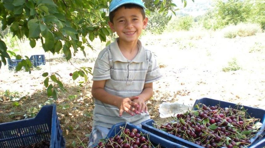 Pazarlar&rsquo;da Vişne Sezonu Sona Erdi