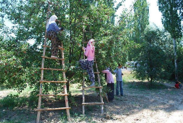 Pazarlar’da Vişne Sezonu Sona Erdi