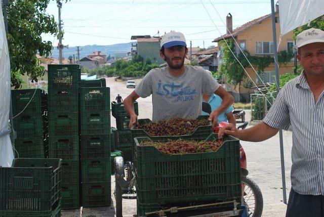 Pazarlar’da Vişne Sezonu Sona Erdi