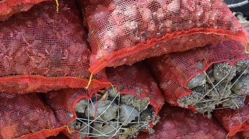 (&ouml;zel Haber) Karadeniz Dibinden Toplayıp Uzakdoğu&rsquo;ya Satıyorlar