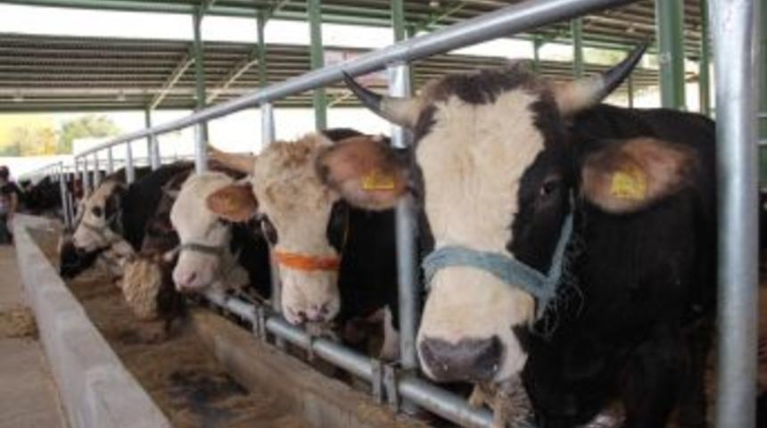 Kocaeli&rsquo;de B&uuml;y&uuml;kbaş Hayvan Sayısı 109 Bin 32&rsquo;ye Ulaştı