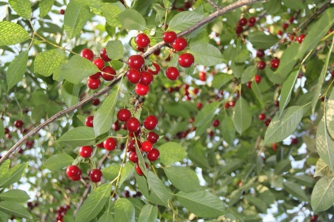 40 Ton Vişne Ağa&ccedil; Dallarında &Ccedil;&uuml;r&uuml;yor