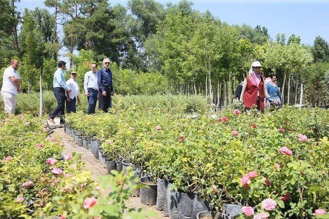 Perli Fidanlığında 10 Bin Gül, 100 Bin Menekşe